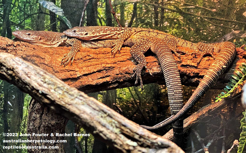 Spotted Tree Monitor (Varanus similis) ("pellewensis" form) photographed at the Cairns Aquarium, Qld.